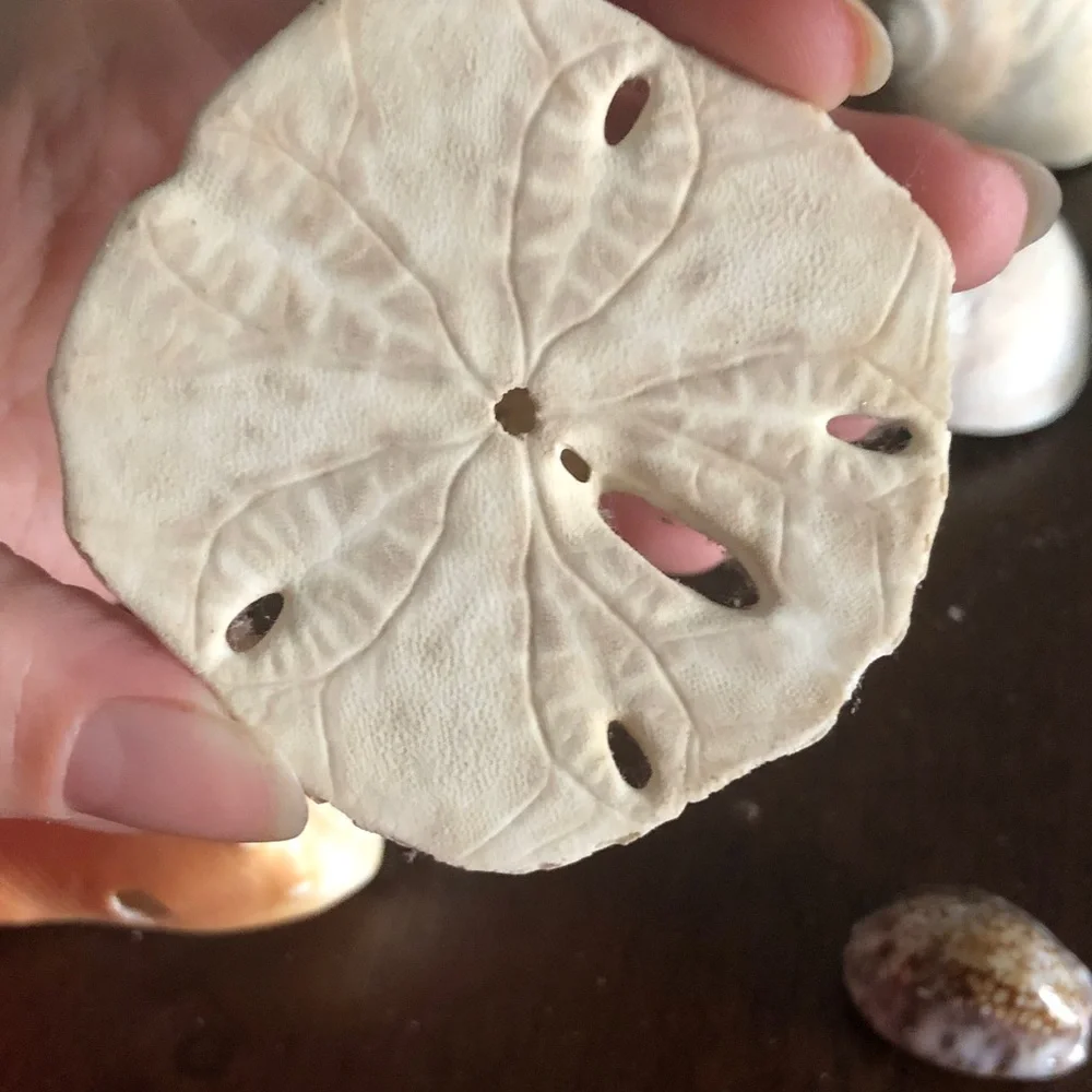 ποΈββοΈ Assorted Seashell Collection - Picture 6 of 15